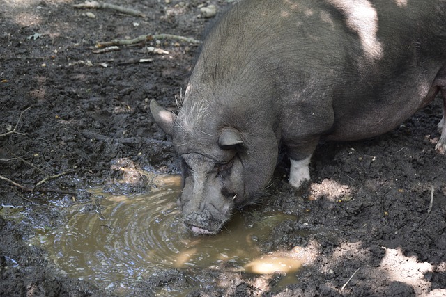 超级体育迷 超级体育迷