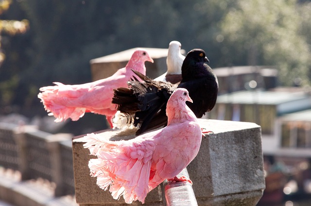 一支球队立 一支球队立